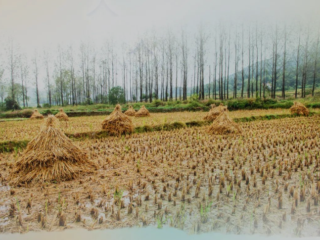 肥土不废，沃土“搬家”
