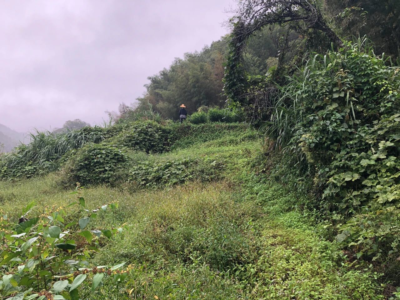 1066vip威尼斯妄想 | 我司土地整治项目二次荣登央视，荒地变良田，智绘好丰景